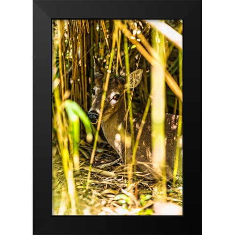 Deer at Rest Vertical Black Modern Wood Framed Art Print by Malone, Will