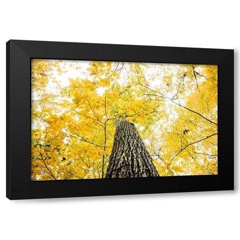 Yellow 2B Black Modern Wood Framed Art Print with Double Matting by Malone, Will