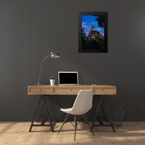 Tree Spotlight 2 Black Modern Wood Framed Art Print by Malone, Will