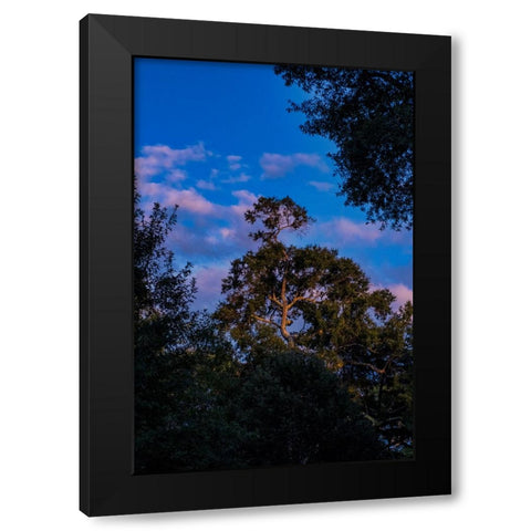 Tree Spotlight 2 Black Modern Wood Framed Art Print with Double Matting by Malone, Will