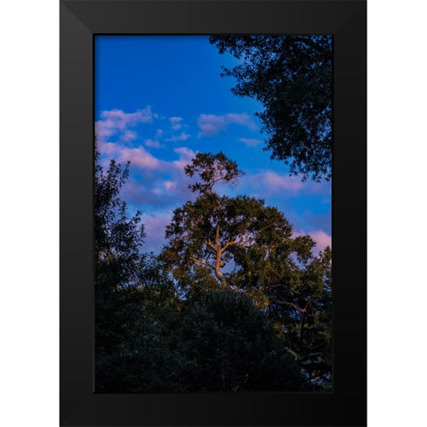 Tree Spotlight 2 Black Modern Wood Framed Art Print by Malone, Will