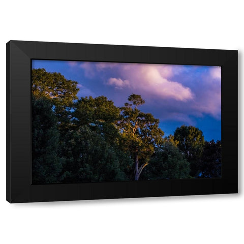 Tree Spotlight Black Modern Wood Framed Art Print by Malone, Will