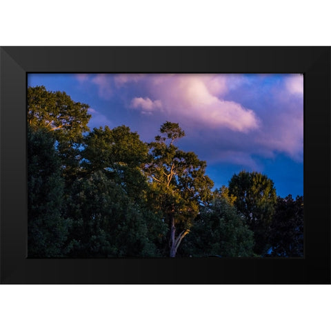 Tree Spotlight Black Modern Wood Framed Art Print by Malone, Will