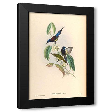 Nectarinia Saturata Black Modern Wood Framed Art Print with Double Matting by CAG