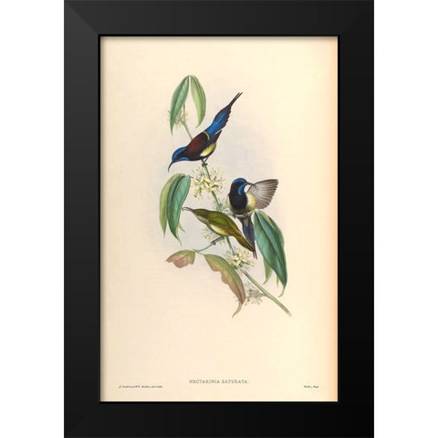 Nectarinia Saturata Black Modern Wood Framed Art Print by CAG