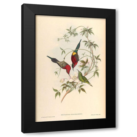 Nectarinia Goalpariensis Black Modern Wood Framed Art Print by CAG