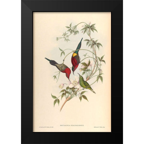 Nectarinia Goalpariensis Black Modern Wood Framed Art Print by CAG