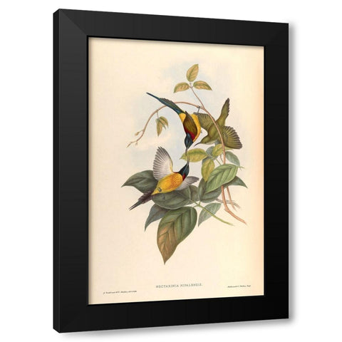 Nectarinia Nipalensis Black Modern Wood Framed Art Print by CAG