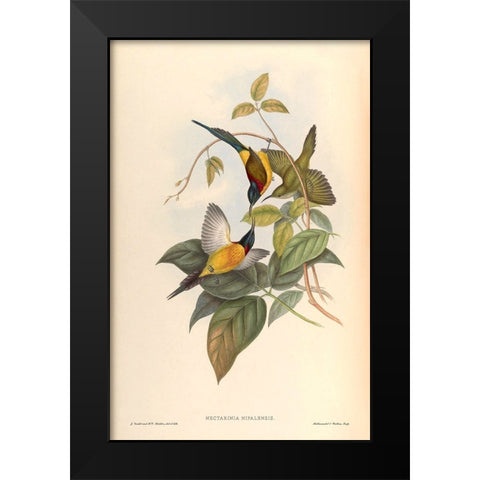 Nectarinia Nipalensis Black Modern Wood Framed Art Print by CAG