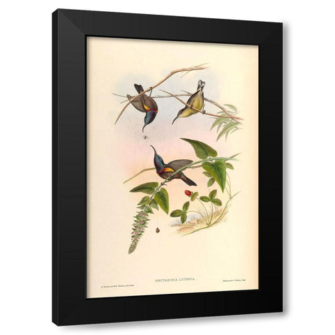 Nectarinia Lotenia Black Modern Wood Framed Art Print with Double Matting by CAG