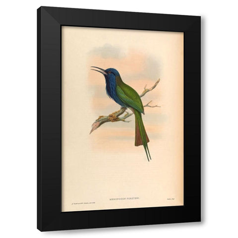 Moropogon Forsteni Black Modern Wood Framed Art Print with Double Matting by CAG