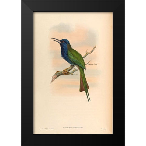 Moropogon Forsteni Black Modern Wood Framed Art Print by CAG