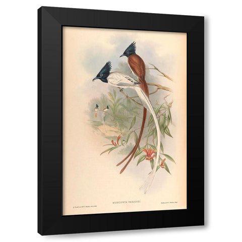 Muscipeta Paradisi Black Modern Wood Framed Art Print by CAG