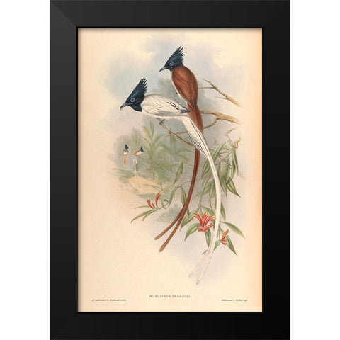 Muscipeta Paradisi Black Modern Wood Framed Art Print by CAG