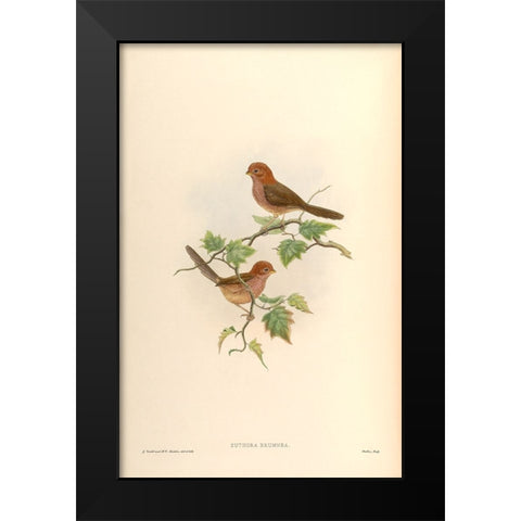 Suthora Brunnea Black Modern Wood Framed Art Print by CAG