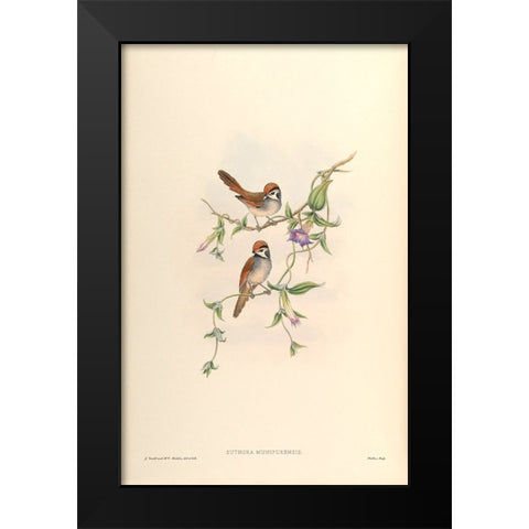 Suthora Munipurensis Black Modern Wood Framed Art Print by CAG