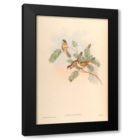 Suthora Nipalensis Black Modern Wood Framed Art Print with Double Matting by CAG