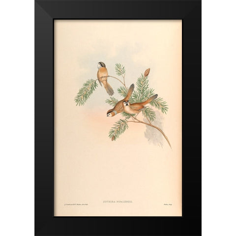 Suthora Nipalensis Black Modern Wood Framed Art Print by CAG