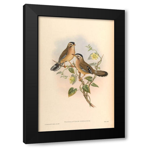 Trochalopteron Cineraceum Black Modern Wood Framed Art Print with Double Matting by CAG