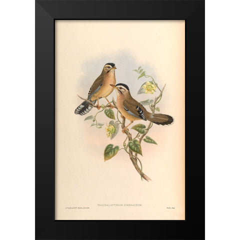 Trochalopteron Cineraceum Black Modern Wood Framed Art Print by CAG