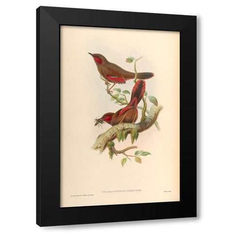 Trochalopteron Phoeniceum Black Modern Wood Framed Art Print by CAG