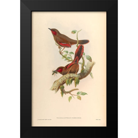 Trochalopteron Phoeniceum Black Modern Wood Framed Art Print by CAG