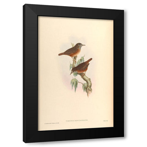 Turdinus Brevicaudatus Black Modern Wood Framed Art Print by CAG