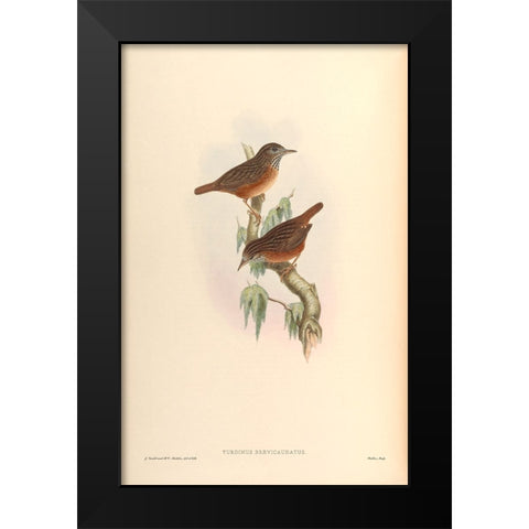 Turdinus Brevicaudatus Black Modern Wood Framed Art Print by CAG