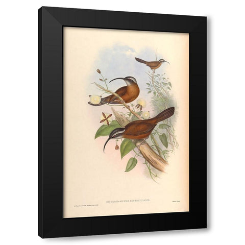 Xiphorhamphus Superciliaris Black Modern Wood Framed Art Print by CAG