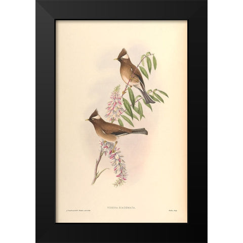 Yuhina Diademata Black Modern Wood Framed Art Print by CAG