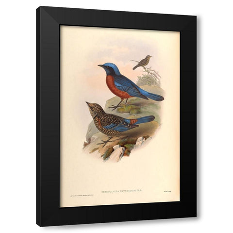 Petrocincla Erythrogastra Black Modern Wood Framed Art Print by CAG