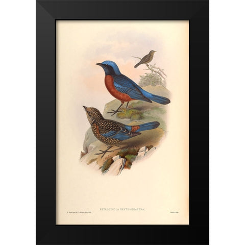 Petrocincla Erythrogastra Black Modern Wood Framed Art Print by CAG
