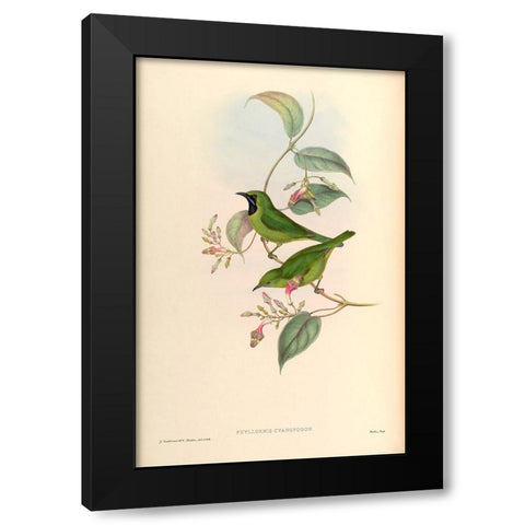 Phyllornis Cyanopogon Black Modern Wood Framed Art Print with Double Matting by CAG