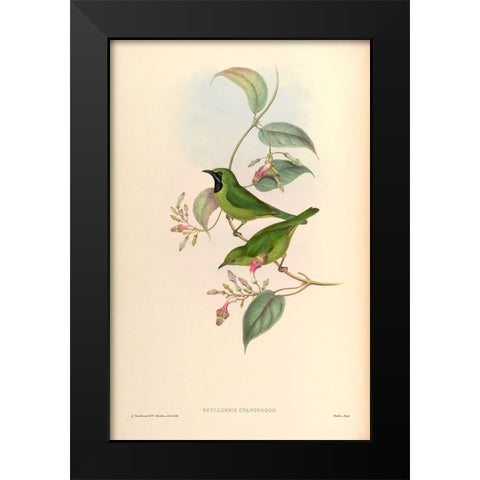 Phyllornis Cyanopogon Black Modern Wood Framed Art Print by CAG