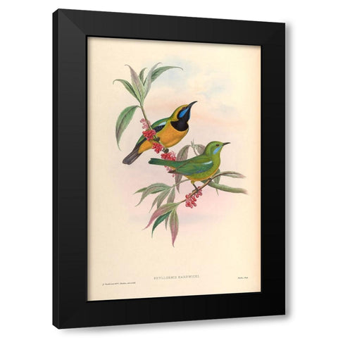 Phyllornis Hardwicki Black Modern Wood Framed Art Print by CAG
