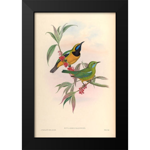 Phyllornis Hardwicki Black Modern Wood Framed Art Print by CAG