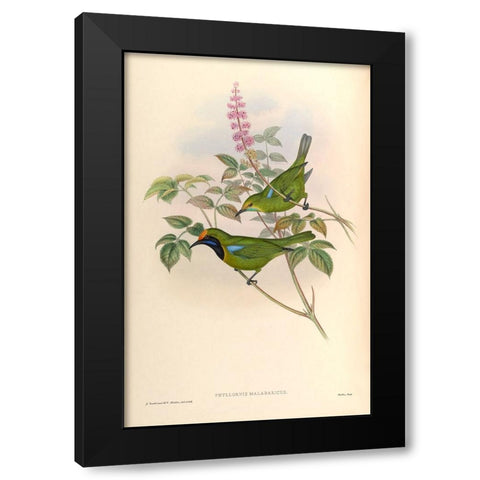Phyllornis Malabaricus Black Modern Wood Framed Art Print with Double Matting by CAG