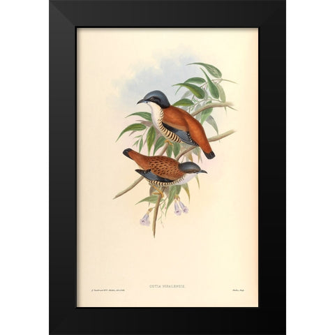 Cutia Nipalensis Black Modern Wood Framed Art Print by CAG