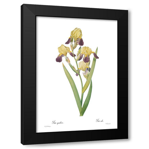 Iris squalens Black Modern Wood Framed Art Print with Double Matting by CAG