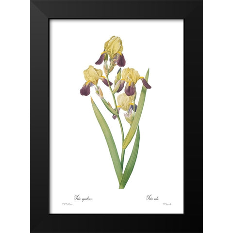 Iris squalens Black Modern Wood Framed Art Print by CAG