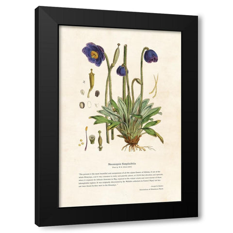 Himalayan Plants - Meconopsis simplicifolia Black Modern Wood Framed Art Print by CAG