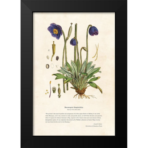 Himalayan Plants - Meconopsis simplicifolia Black Modern Wood Framed Art Print by CAG