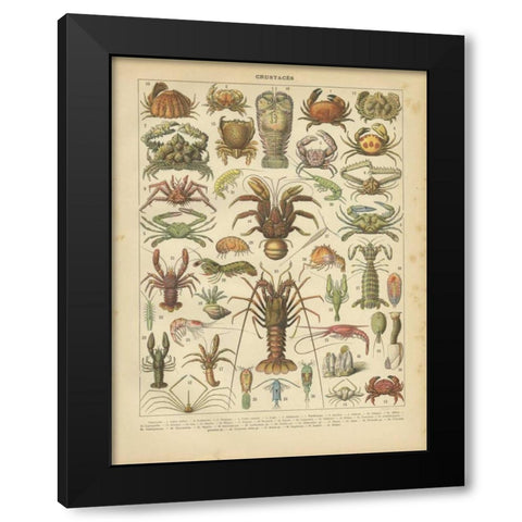 Crustaces Black Modern Wood Framed Art Print with Double Matting by Babbitt, Gwendolyn