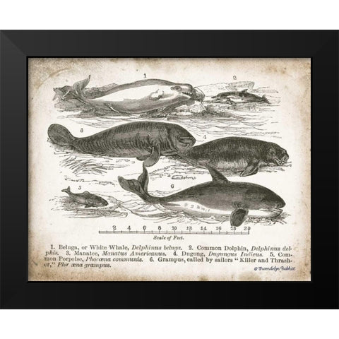 Antique Whales I Black Modern Wood Framed Art Print by Babbitt, Gwendolyn