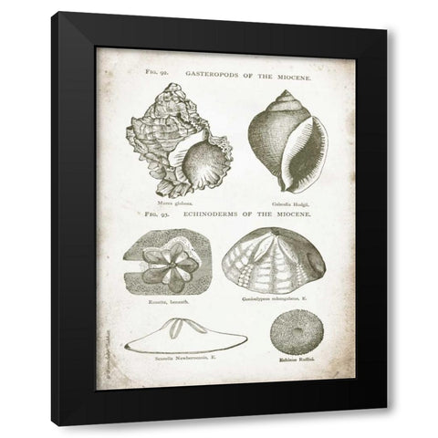 Vintage Shells I Black Modern Wood Framed Art Print with Double Matting by Babbitt, Gwendolyn