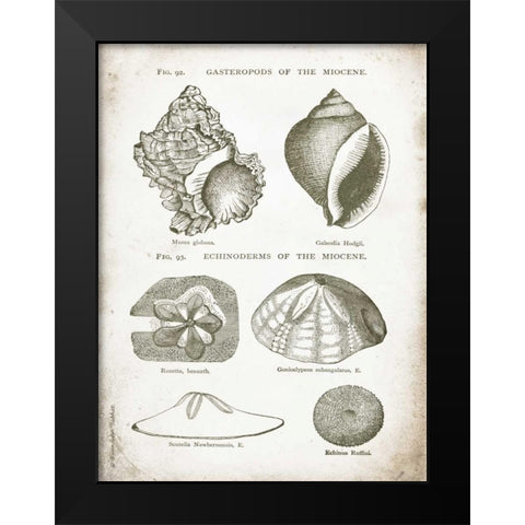 Vintage Shells I Black Modern Wood Framed Art Print by Babbitt, Gwendolyn