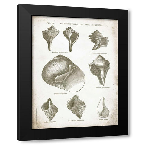 Vintage Shells II Black Modern Wood Framed Art Print with Double Matting by Babbitt, Gwendolyn
