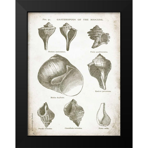 Vintage Shells II Black Modern Wood Framed Art Print by Babbitt, Gwendolyn