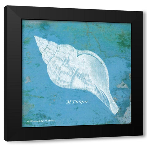 Caribbean Shell II Black Modern Wood Framed Art Print with Double Matting by Babbitt, Gwendolyn