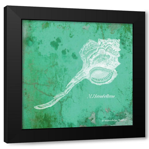 Caribbean Shell III Black Modern Wood Framed Art Print with Double Matting by Babbitt, Gwendolyn